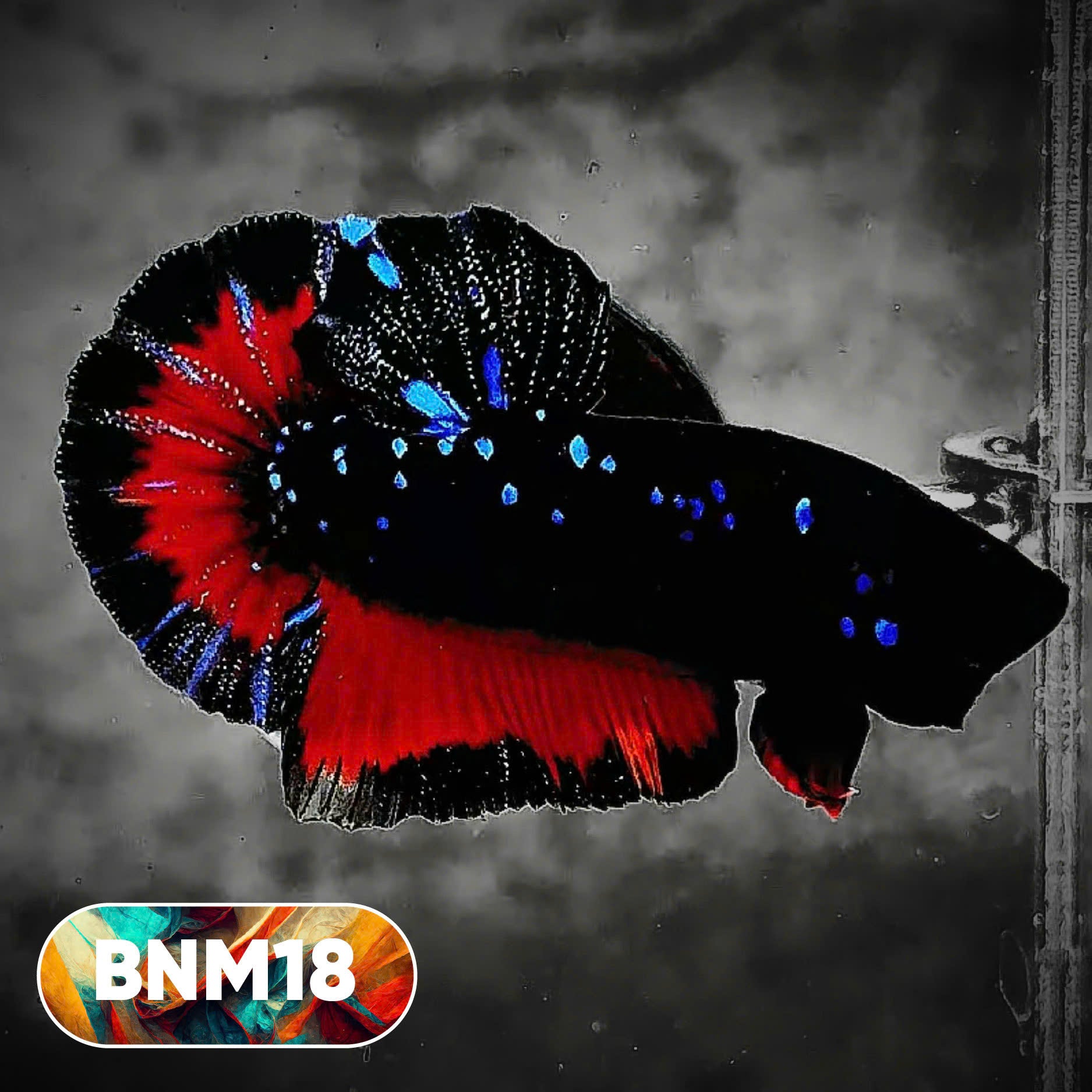 Dark Flame Hellfire Plakat Male Betta Fish | You Pick Fish | Rare Betta