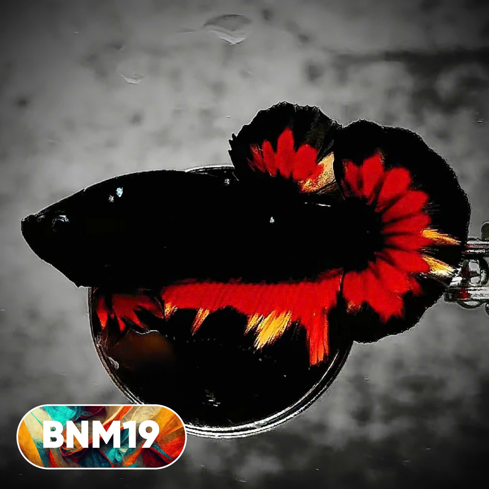 Dark Flame Hellfire Plakat Male Betta Fish | You Pick Fish | Rare Betta