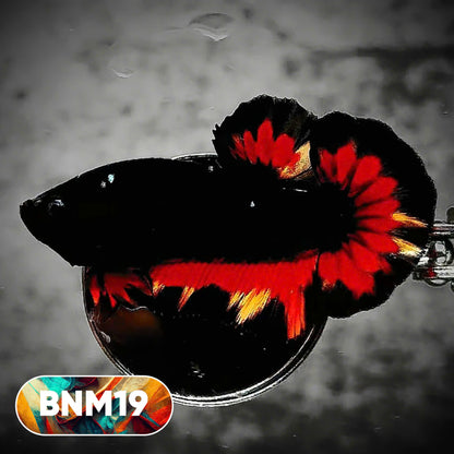 Dark Flame Hellfire Plakat Male Betta Fish | You Pick Fish | Rare Betta
