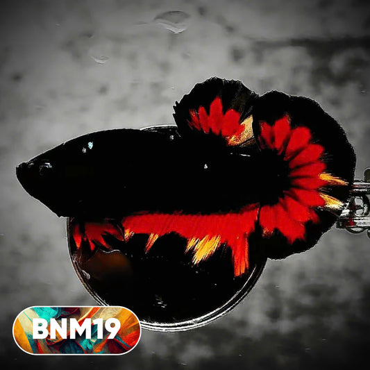 Dark Flame Hellfire Plakat Male Betta Fish | You Pick Fish | Rare Betta