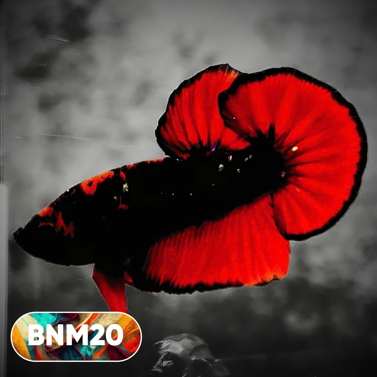 Dark Flame Hellfire Plakat Male Betta Fish | You Pick Fish | Rare Betta