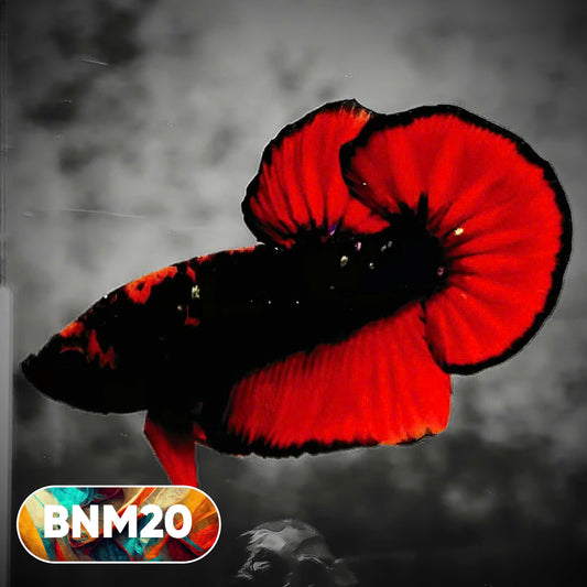Dark Flame Hellfire Plakat Male Betta Fish | You Pick Fish | Rare Betta