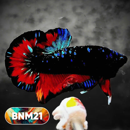 Dark Flame Hellfire Plakat Male Betta Fish | You Pick Fish | Rare Betta