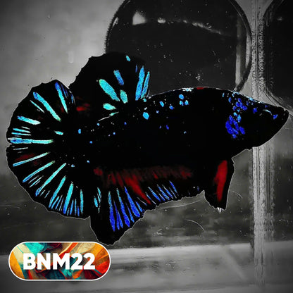 Dark Flame Hellfire Plakat Male Betta Fish | You Pick Fish | Rare Betta