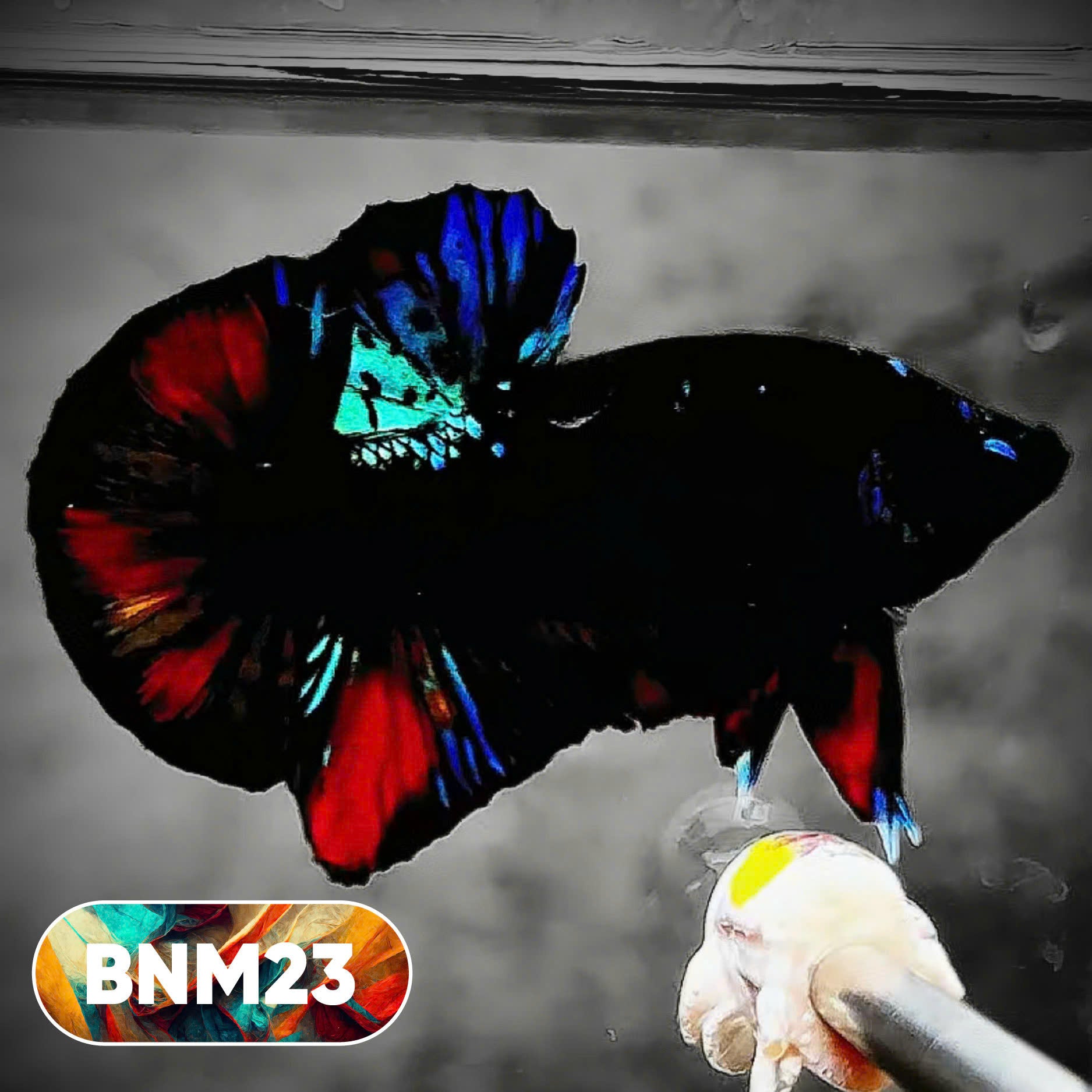 Dark Flame Hellfire Plakat Male Betta Fish | You Pick Fish | Rare Betta