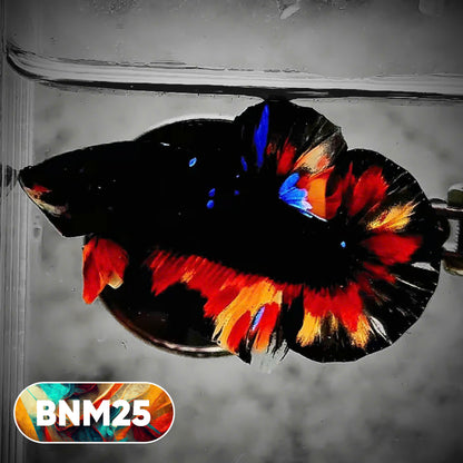Dark Flame Hellfire Plakat Male Betta Fish | You Pick Fish | Rare Betta