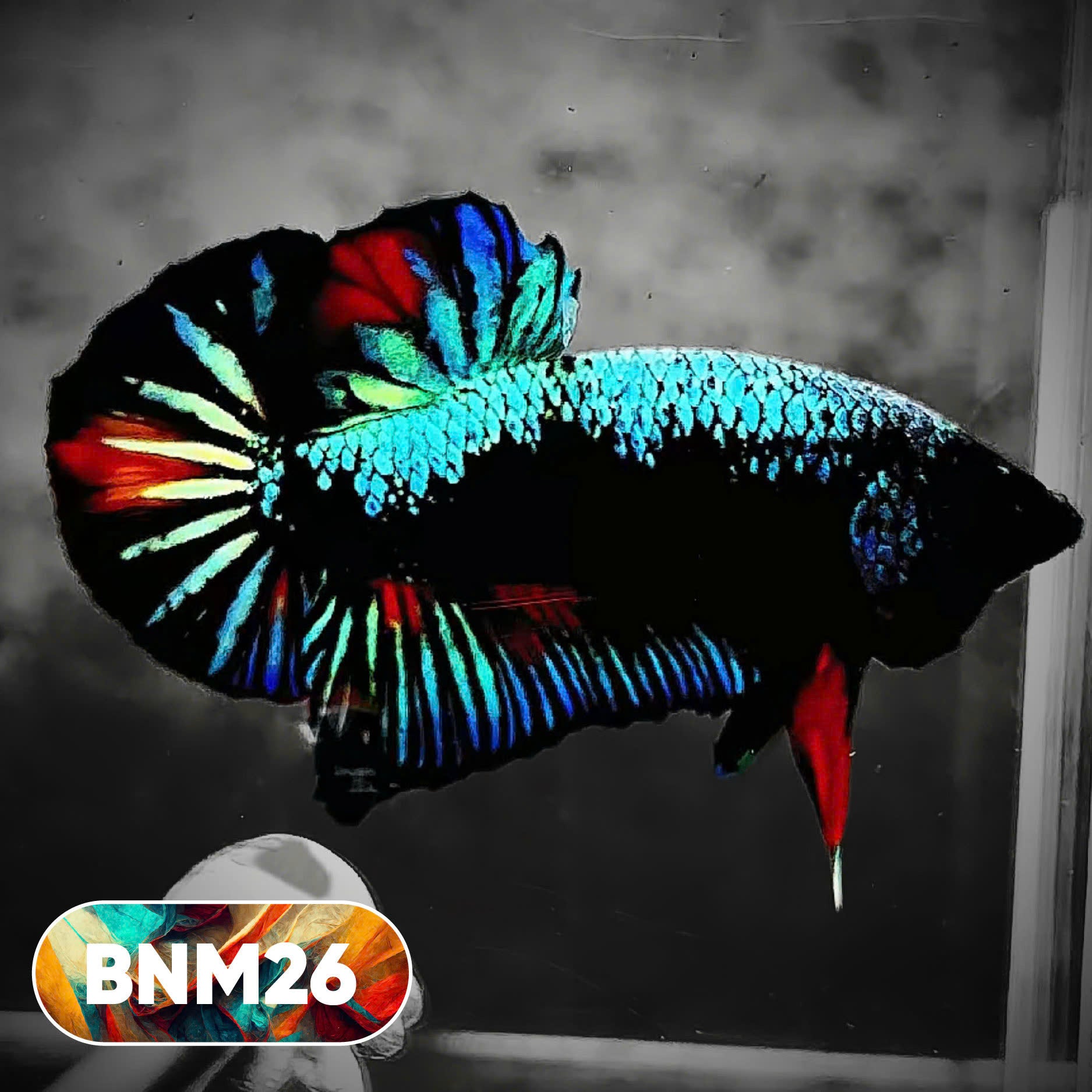 Dark Flame Hellfire Plakat Male Betta Fish | You Pick Fish | Rare Betta