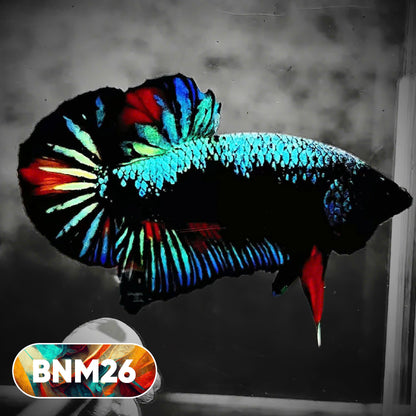 Dark Flame Hellfire Plakat Male Betta Fish | You Pick Fish | Rare Betta