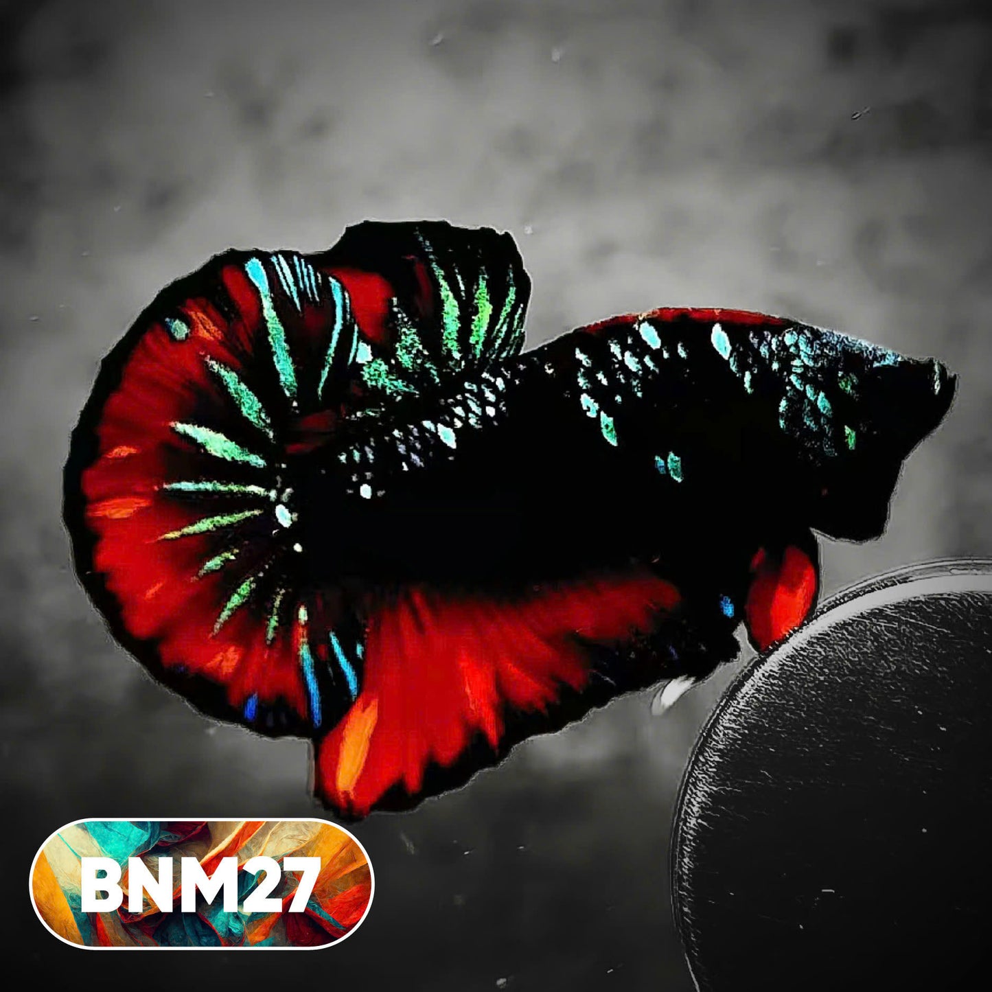 Dark Flame Hellfire Plakat Male Betta Fish | You Pick Fish | Rare Betta