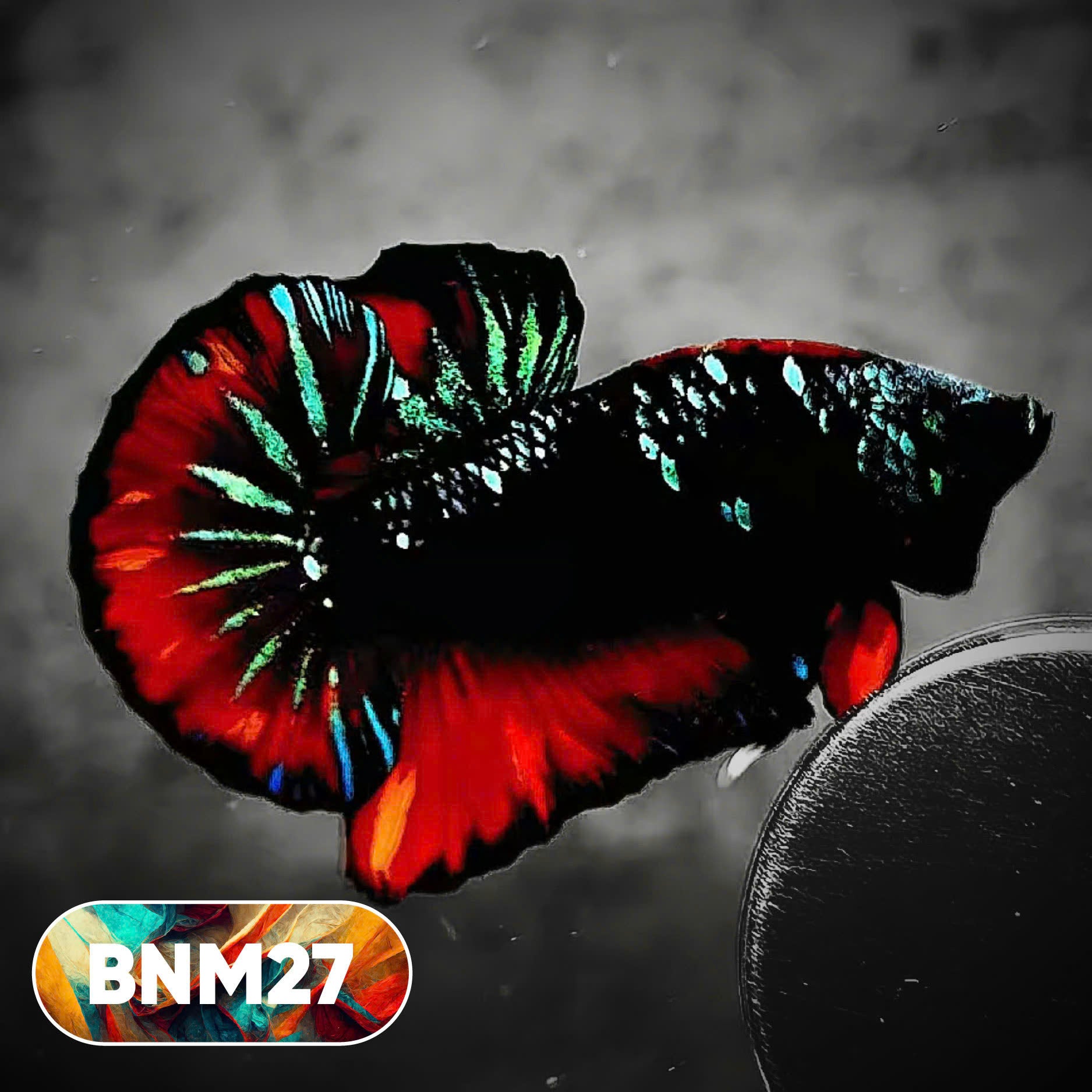 Dark Flame Hellfire Plakat Male Betta Fish | You Pick Fish | Rare Betta