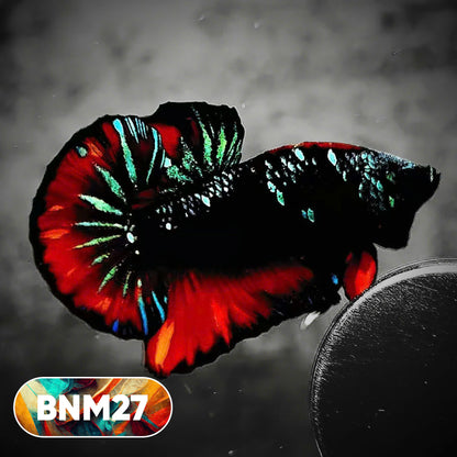 Dark Flame Hellfire Plakat Male Betta Fish | You Pick Fish | Rare Betta