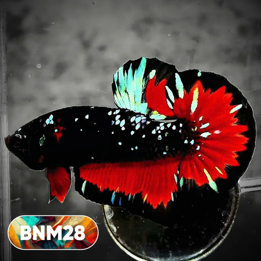 Dark Flame Hellfire Plakat Male Betta Fish | You Pick Fish | Rare Betta