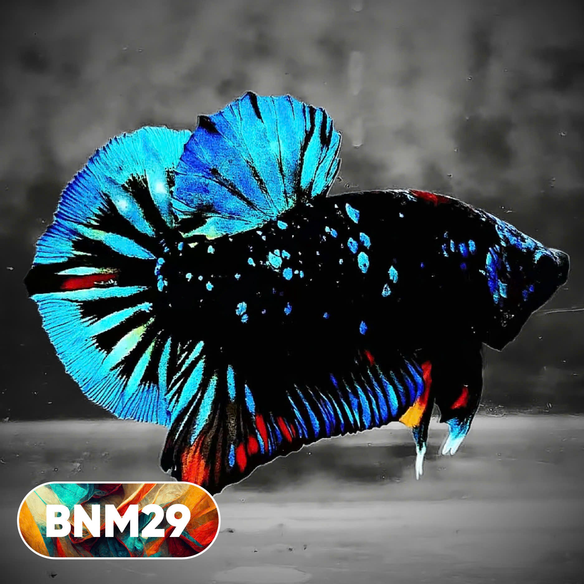 Dark Flame Hellfire Plakat Male Betta Fish | You Pick Fish | Rare Betta