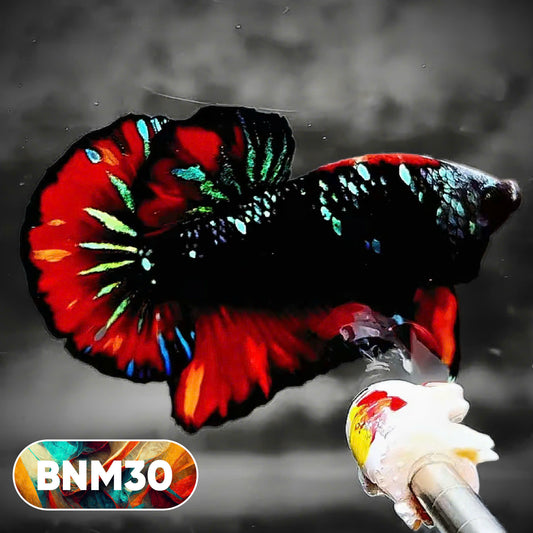 Dark Flame Hellfire Plakat Male Betta Fish | You Pick Fish | Rare Betta