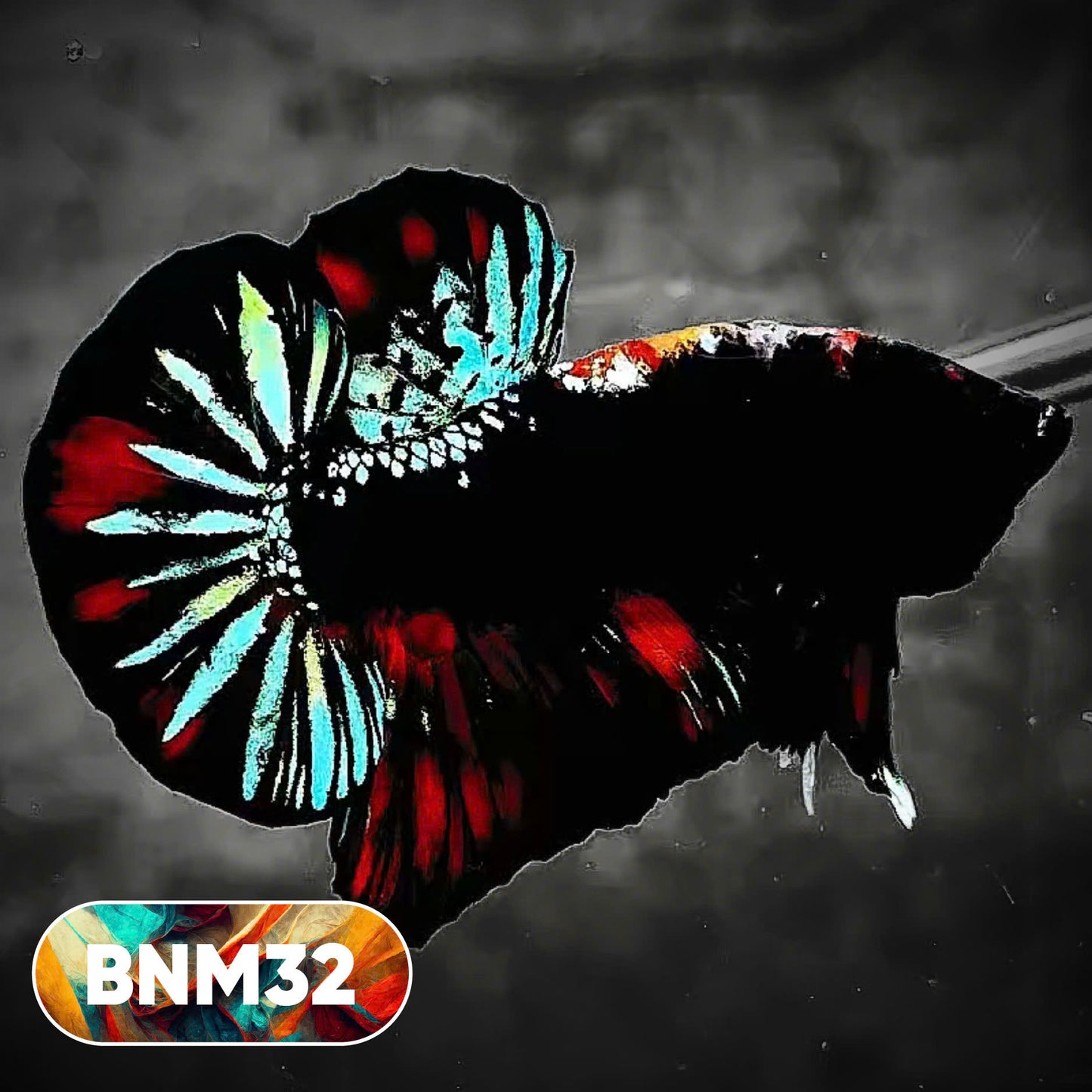 Dark Flame Hellfire Plakat Male Betta Fish | You Pick Fish | Rare Betta