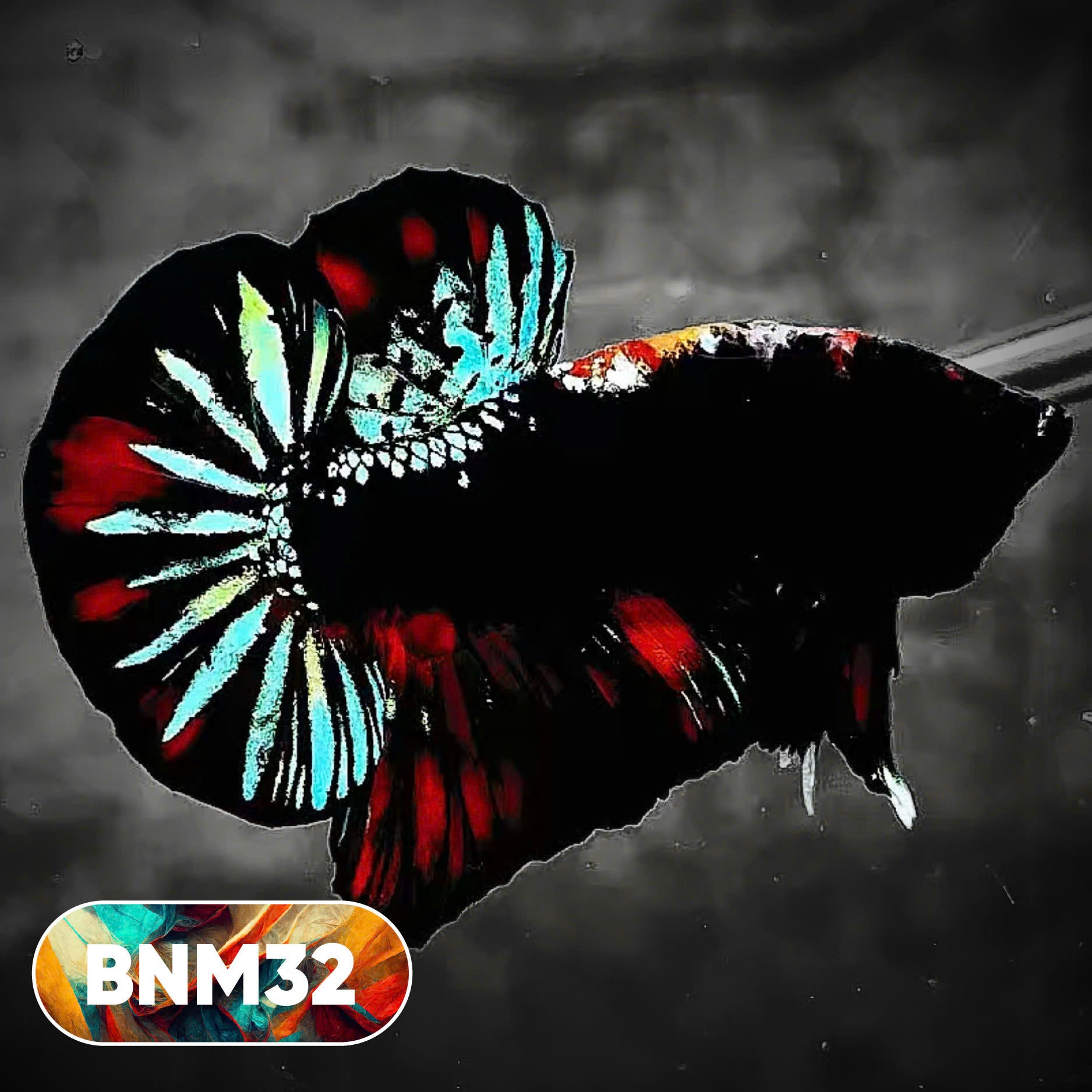 Dark Flame Hellfire Plakat Male Betta Fish | You Pick Fish | Rare Betta