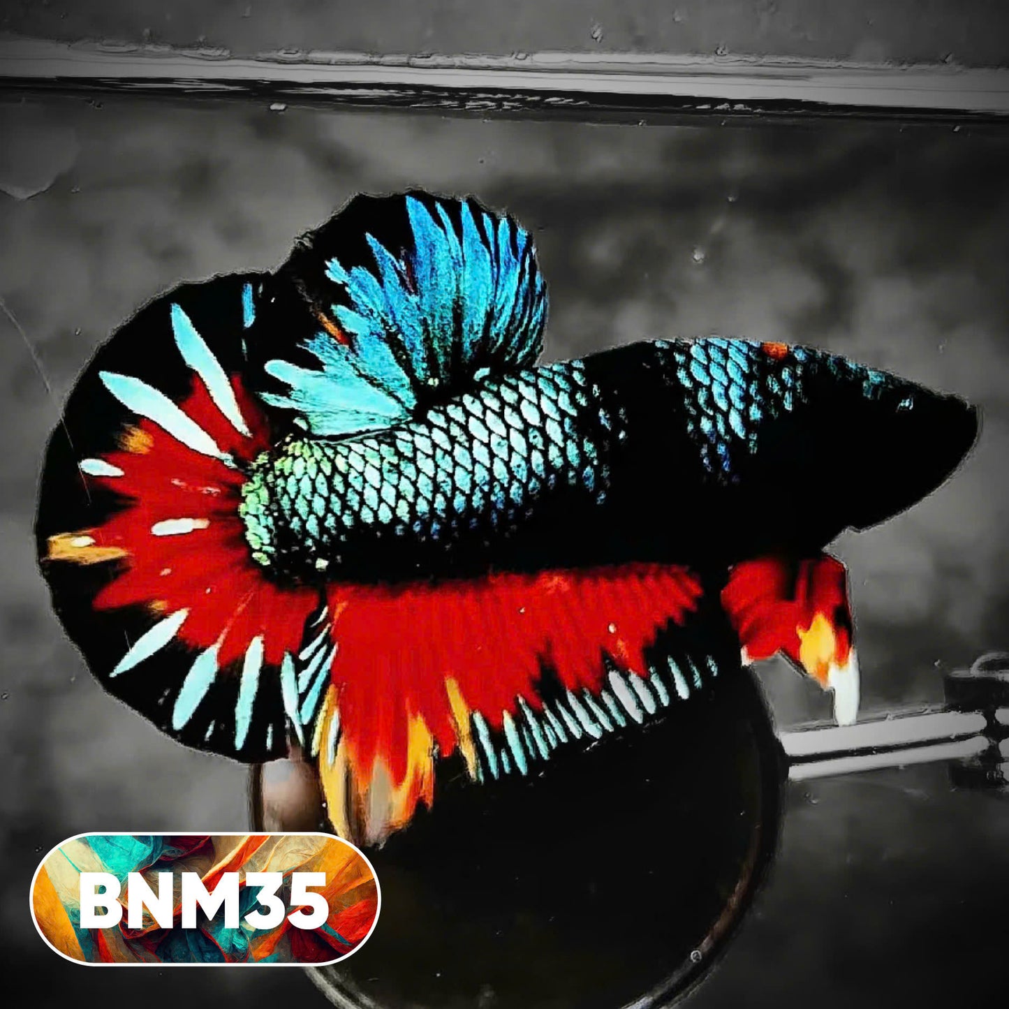 Dark Flame Hellfire Plakat Male Betta Fish | You Pick Fish | Rare Betta