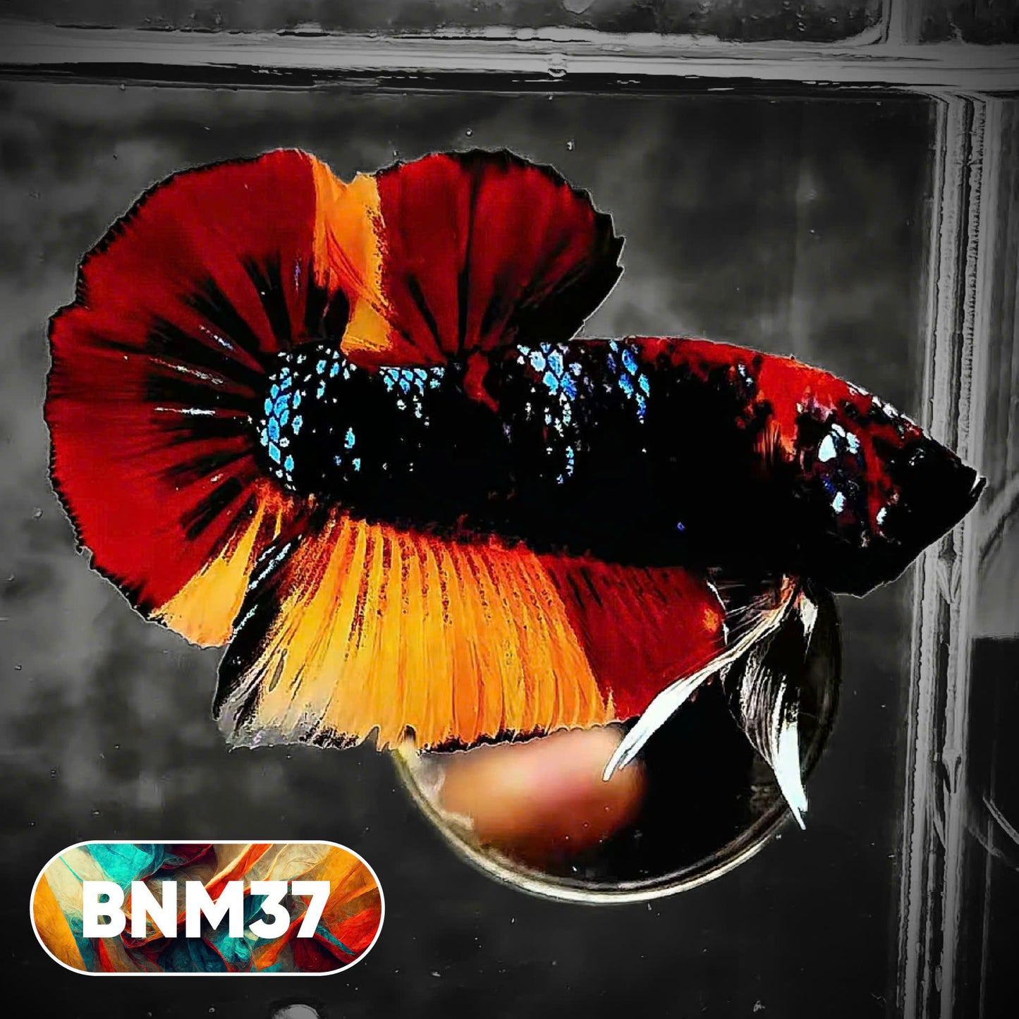 Dark Flame Hellfire Plakat Male Betta Fish | You Pick Fish | Rare Betta