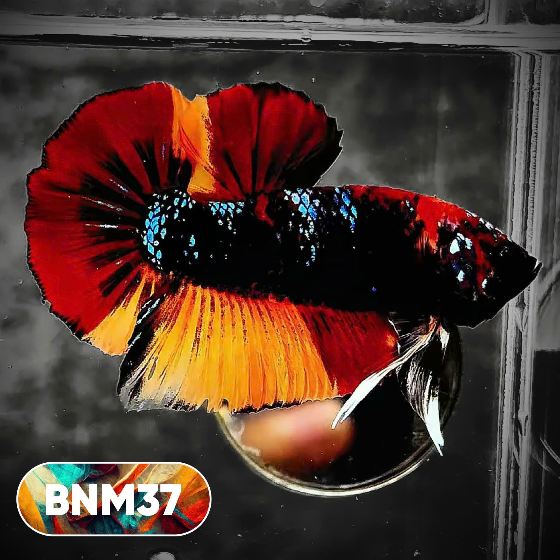 Dark Flame Hellfire Plakat Male Betta Fish | You Pick Fish | Rare Betta