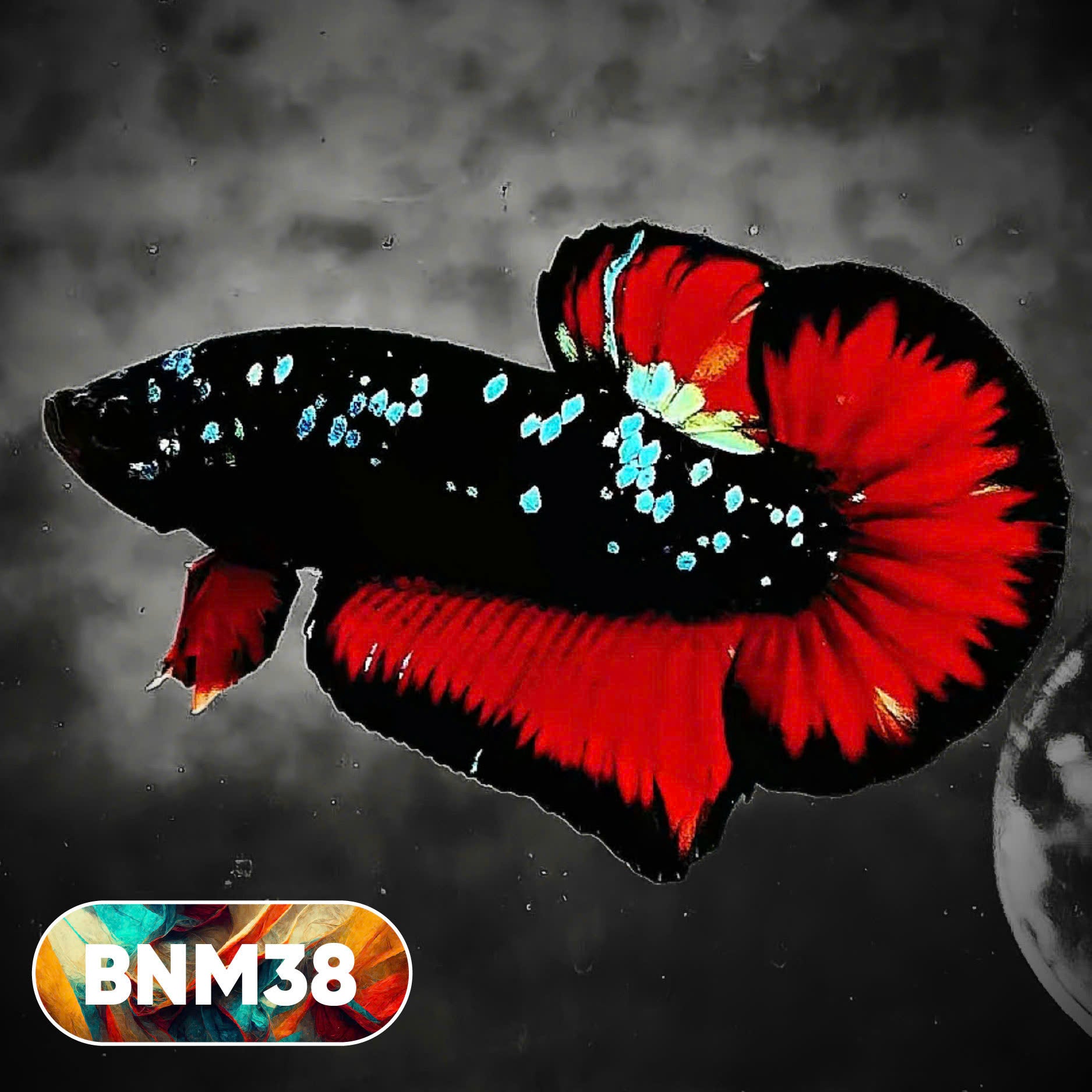 Dark Flame Hellfire Plakat Male Betta Fish | You Pick Fish | Rare Betta