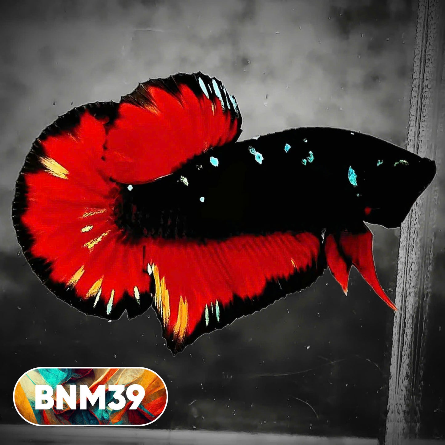 Dark Flame Hellfire Plakat Male Betta Fish | You Pick Fish | Rare Betta