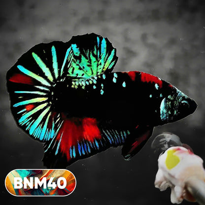 Dark Flame Hellfire Plakat Male Betta Fish | You Pick Fish | Rare Betta