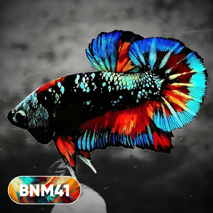 Dark Flame Hellfire Plakat Male Betta Fish | You Pick Fish | Rare Betta