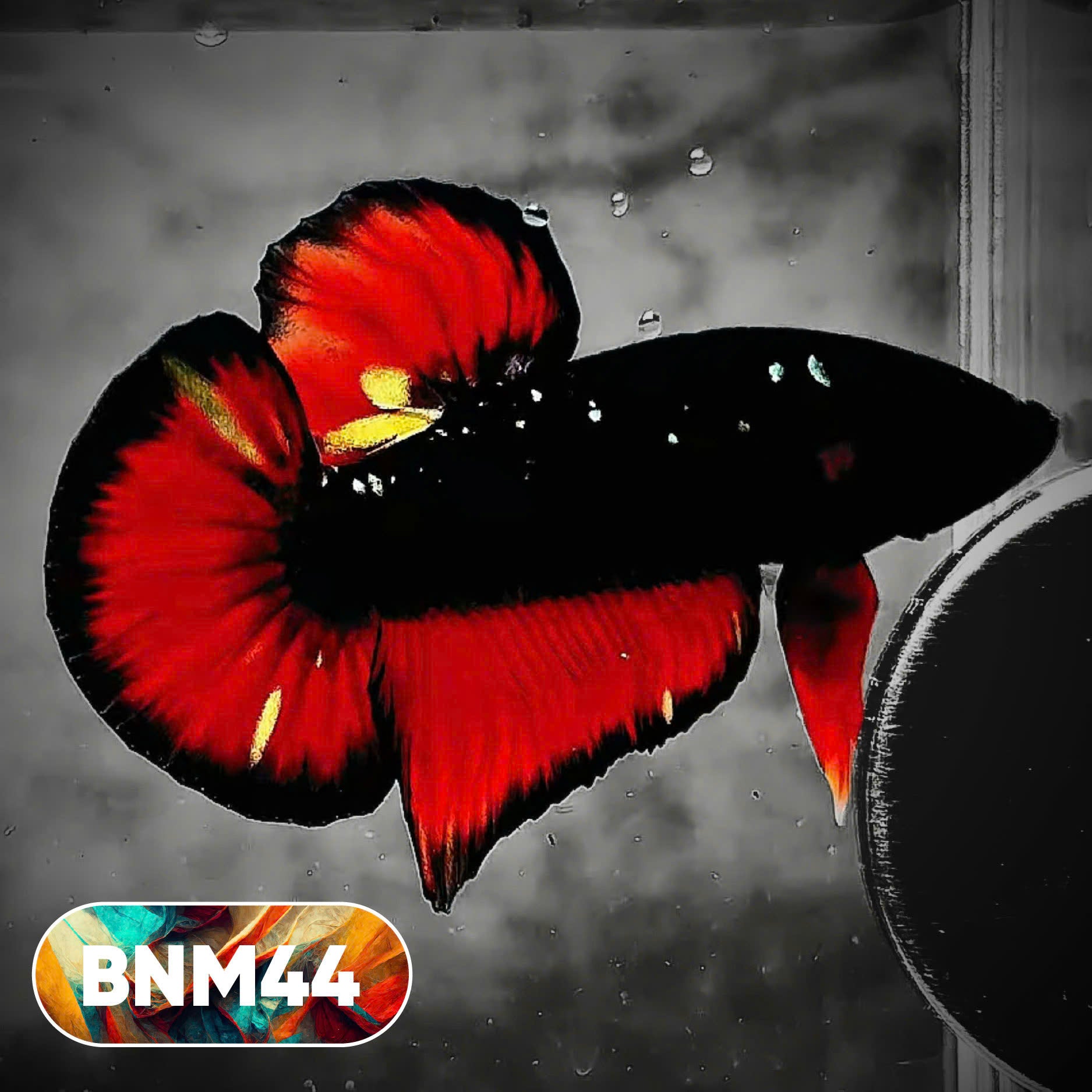 Dark Flame Hellfire Plakat Male Betta Fish | You Pick Fish | Rare Betta