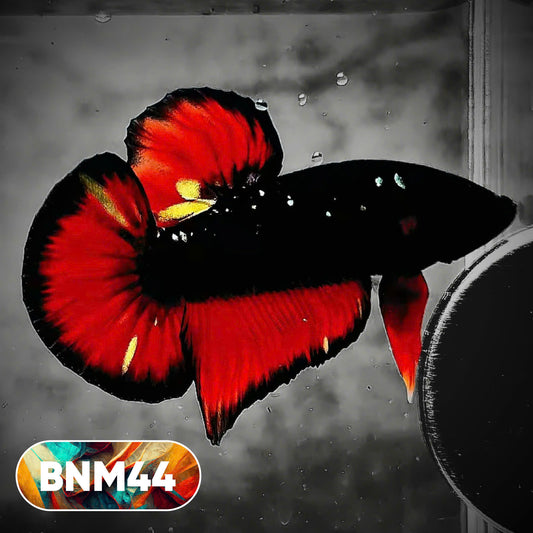 Dark Flame Hellfire Plakat Male Betta Fish | You Pick Fish | Rare Betta