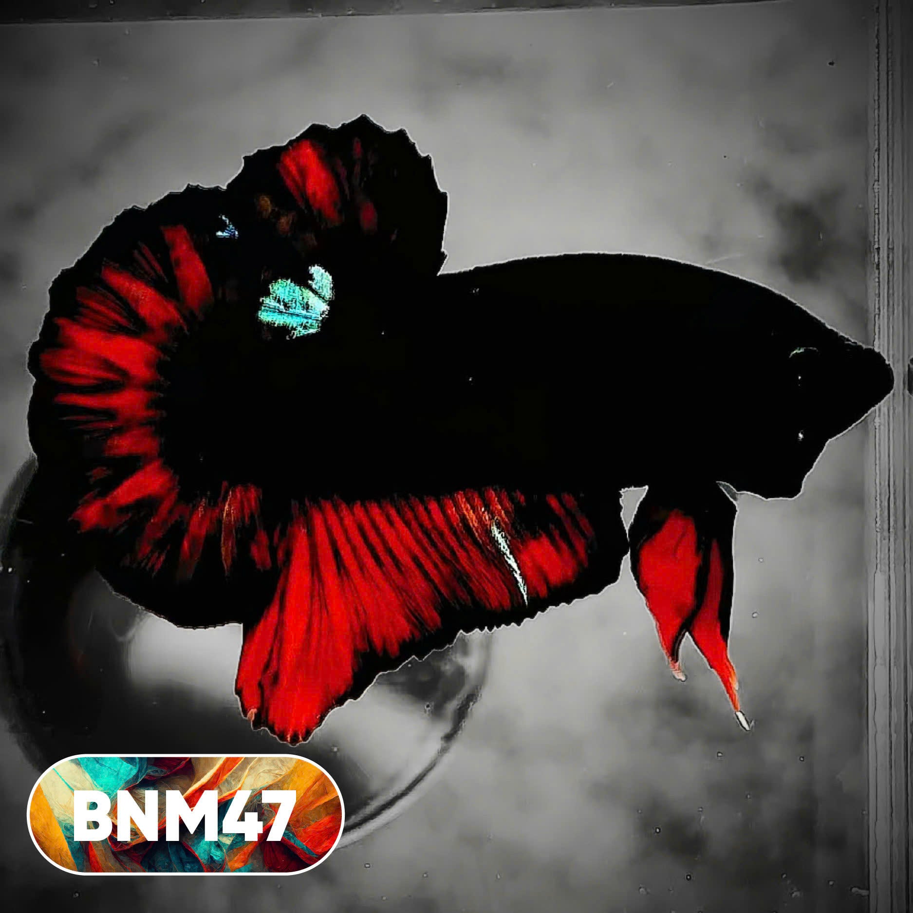 Dark Flame Hellfire Plakat Male Betta Fish | You Pick Fish | Rare Betta