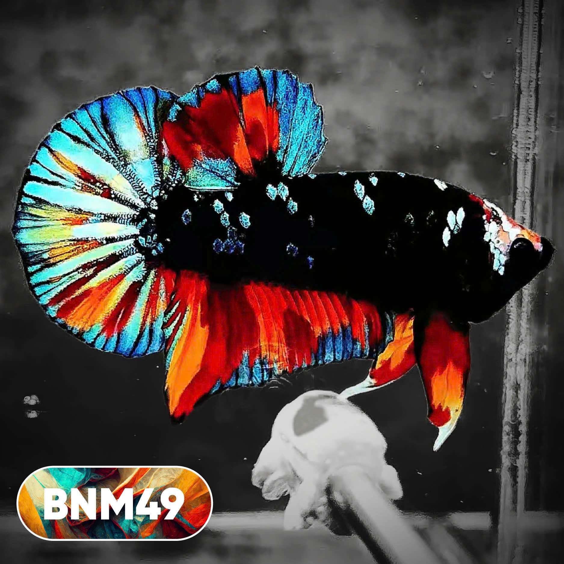 Dark Flame Hellfire Plakat Male Betta Fish | You Pick Fish | Rare Betta