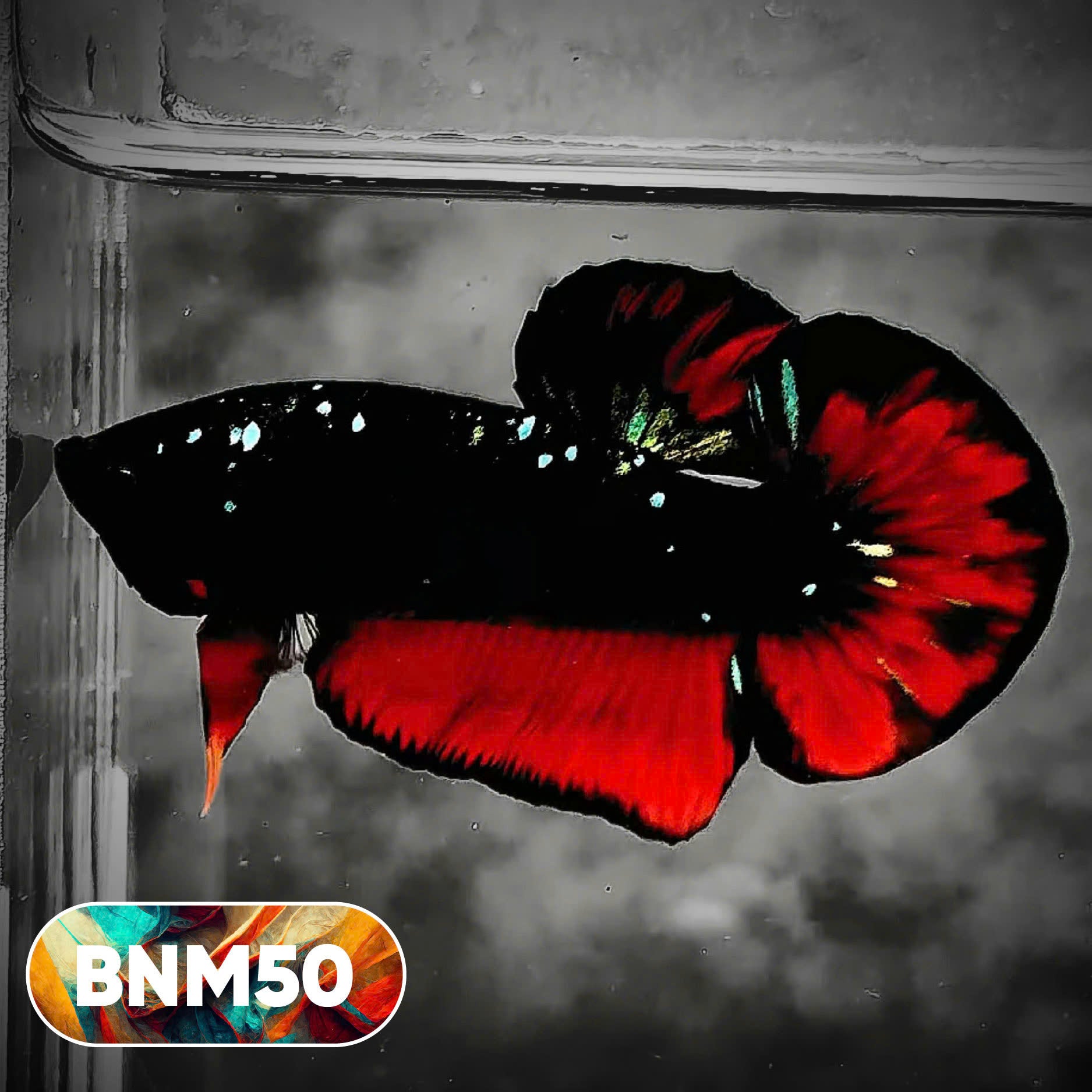 Dark Flame Hellfire Plakat Male Betta Fish | You Pick Fish | Rare Betta