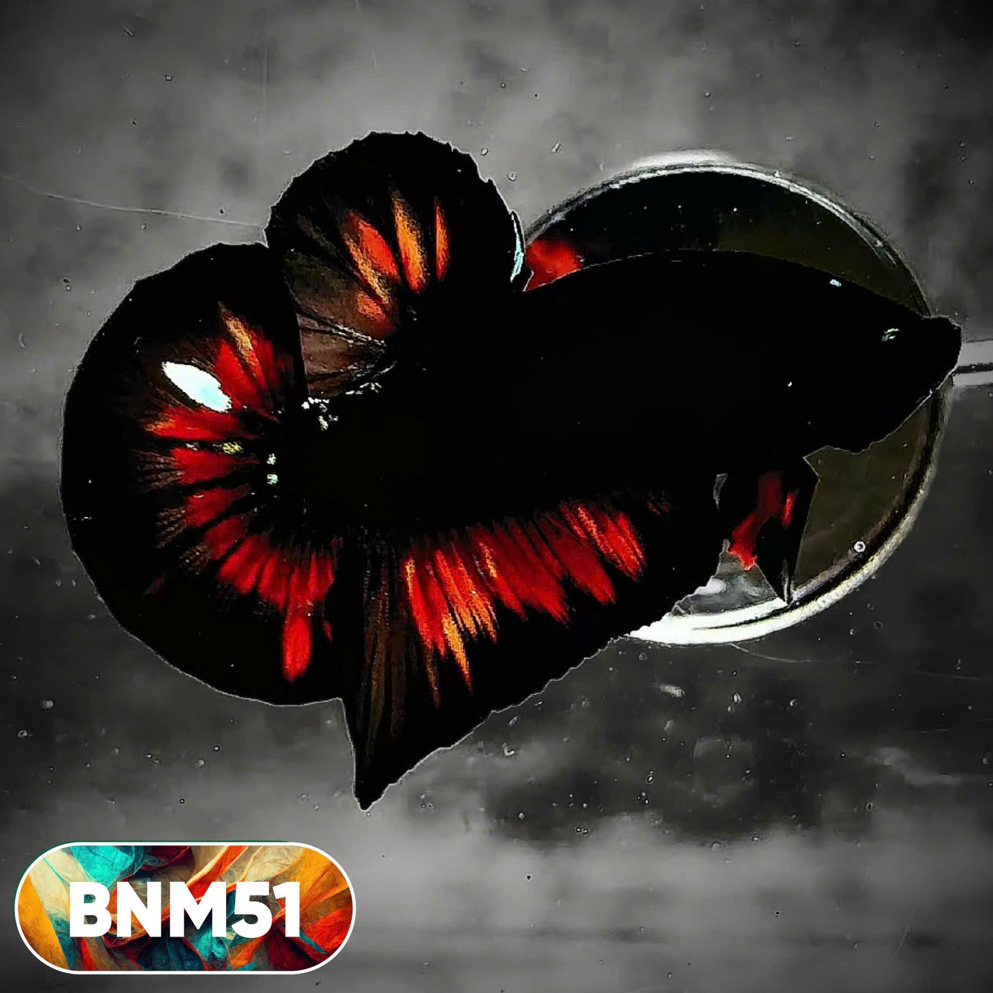 Dark Flame Hellfire Plakat Male Betta Fish | You Pick Fish | Rare Betta