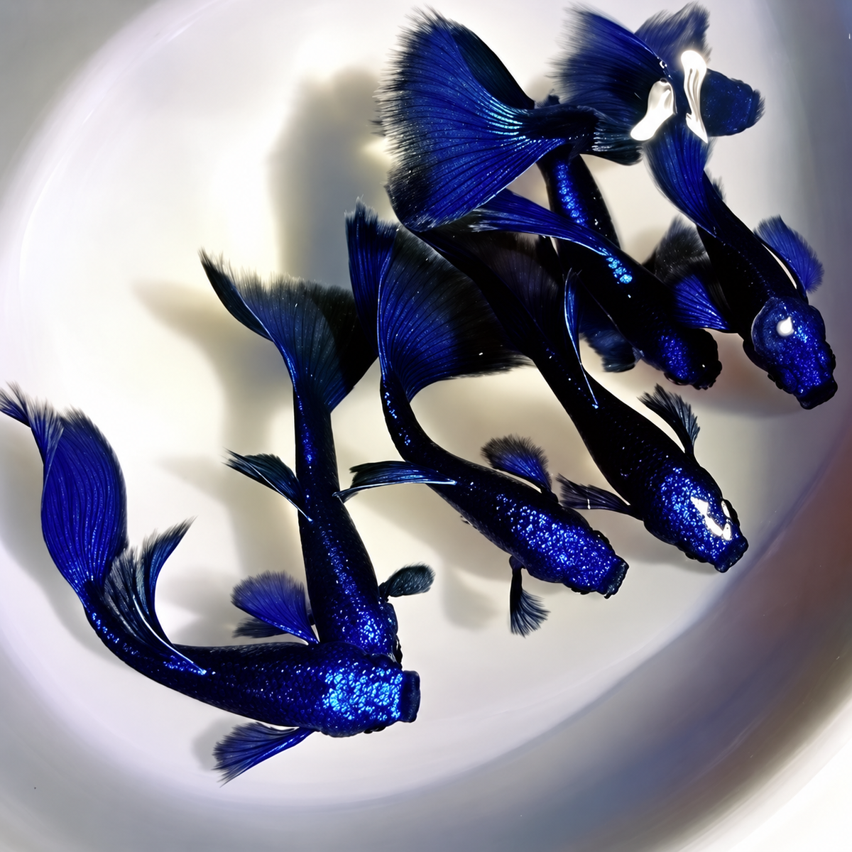 Blue Tanzanite Guppy Fish