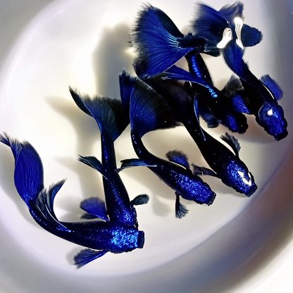 Blue Tanzanite Guppy Fish