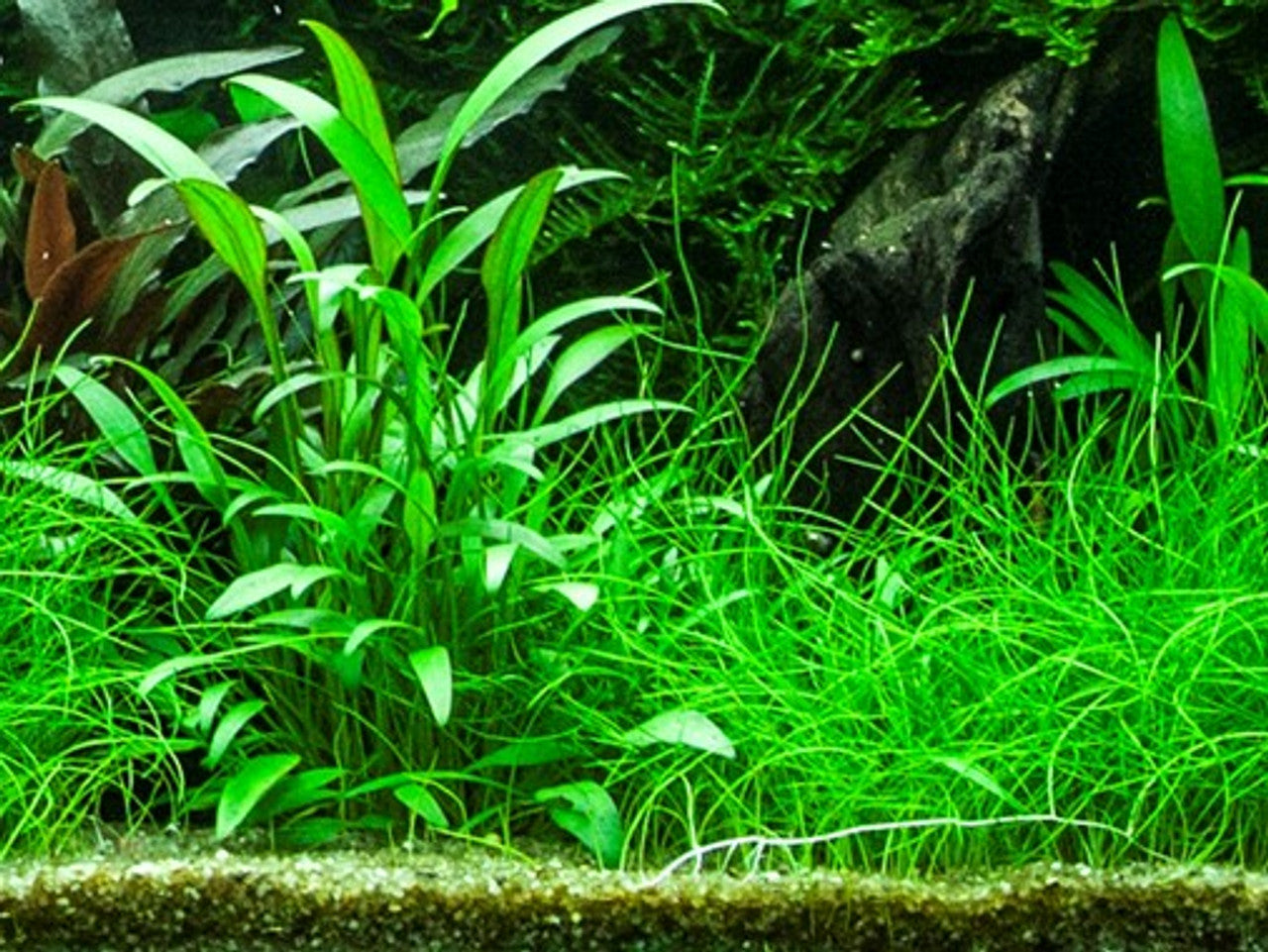 Cryptocoryne Willisii