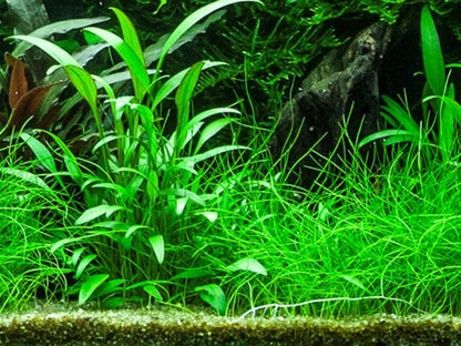 Cryptocoryne Willisii