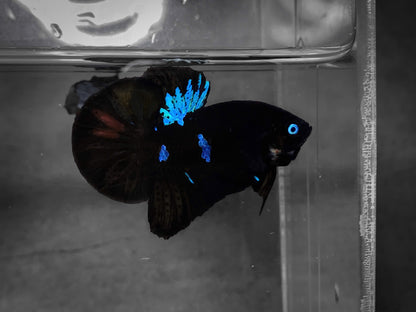 Koi Black Base Plakat Male Betta Fish