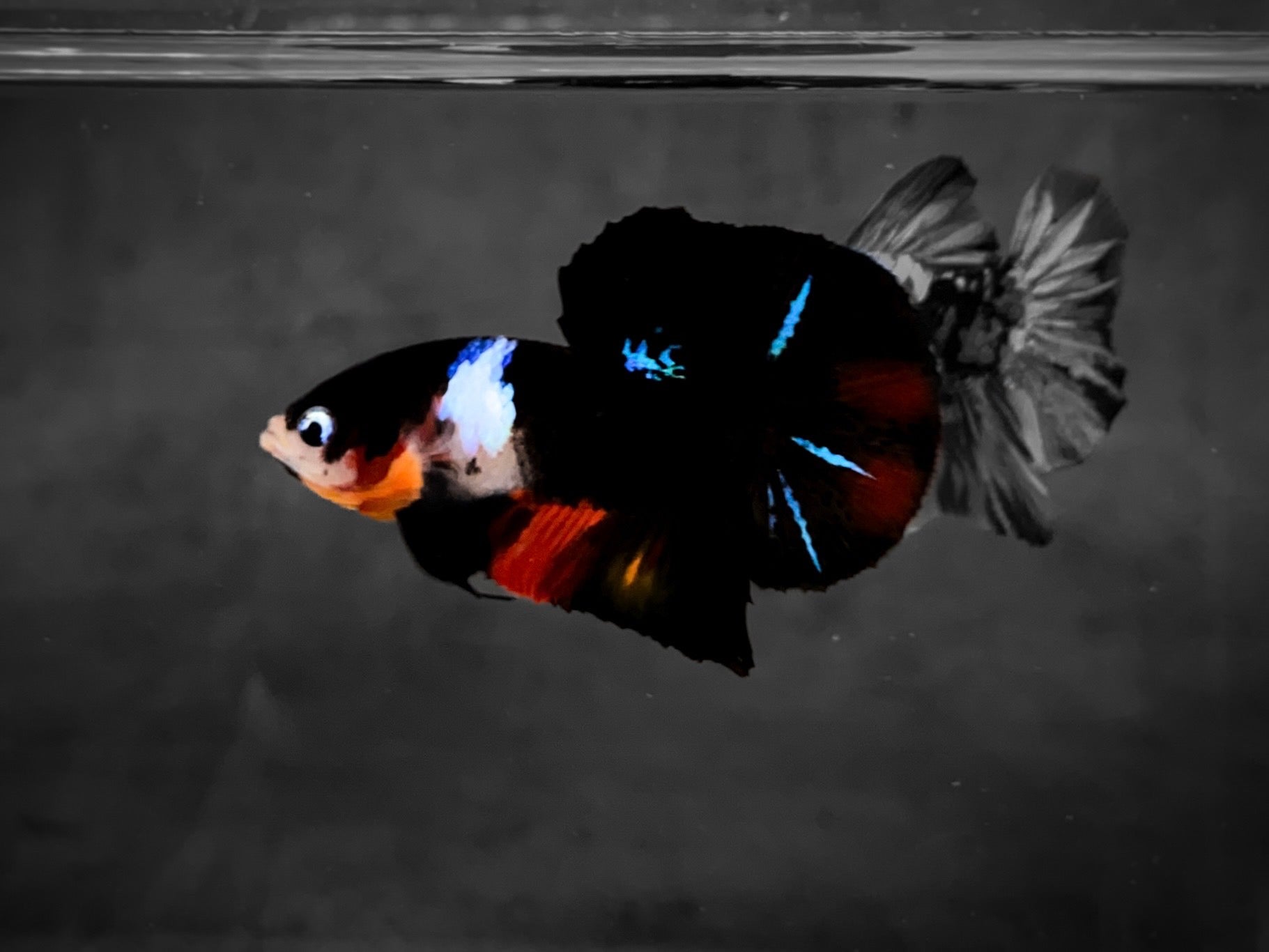 Koi Multicolor Dark Tone Plakat Male Betta Fish
