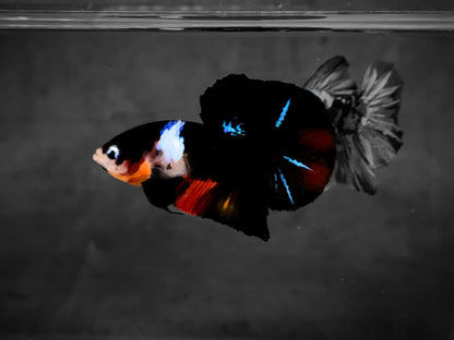Koi Multicolor Dark Tone Plakat Male Betta Fish