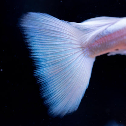 Full White Platinum Guppy Fish