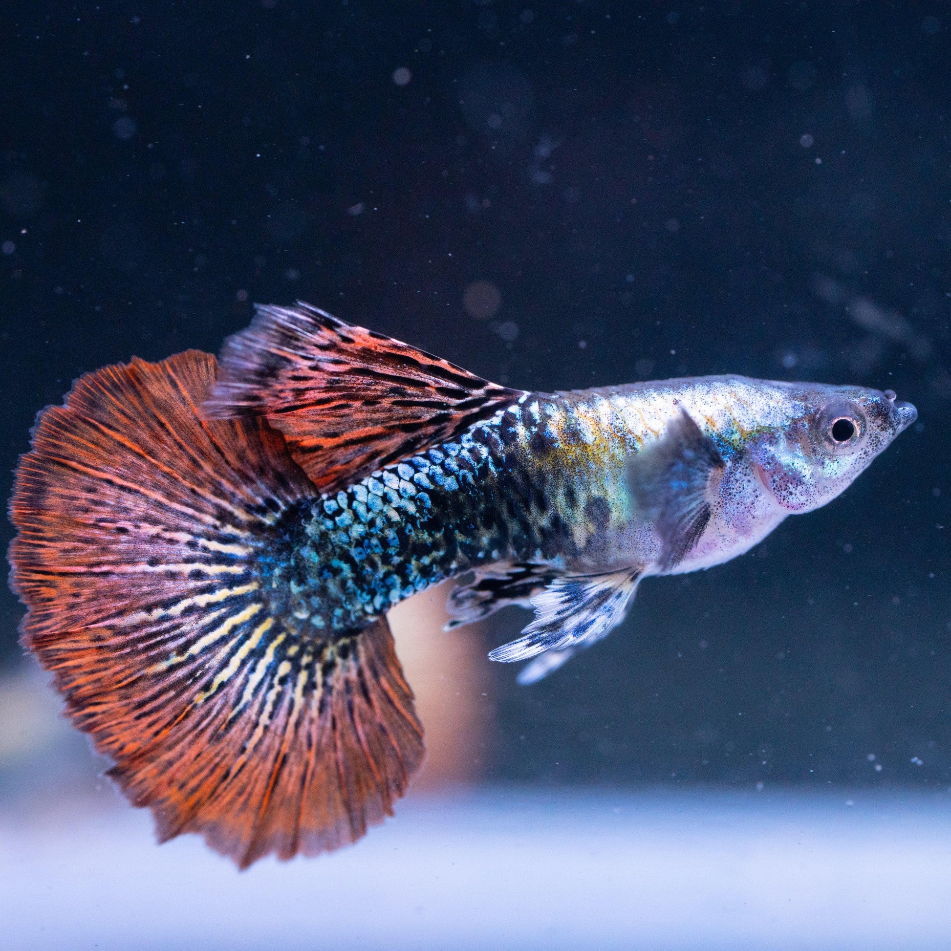 Red Dragon Guppy Fish