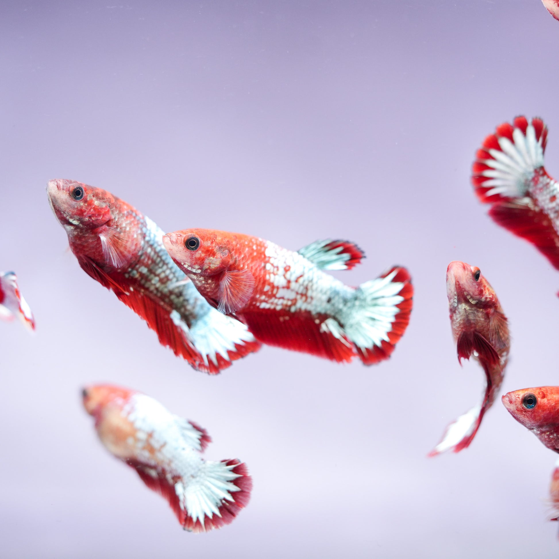 Fancy Copper Start Tail Female Betta Fish Sorority | Successful Sorority Pack