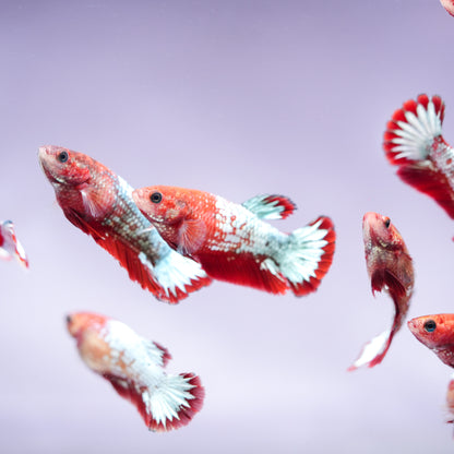 Fancy Copper Start Tail Female Betta Fish Sorority | Successful Sorority Pack