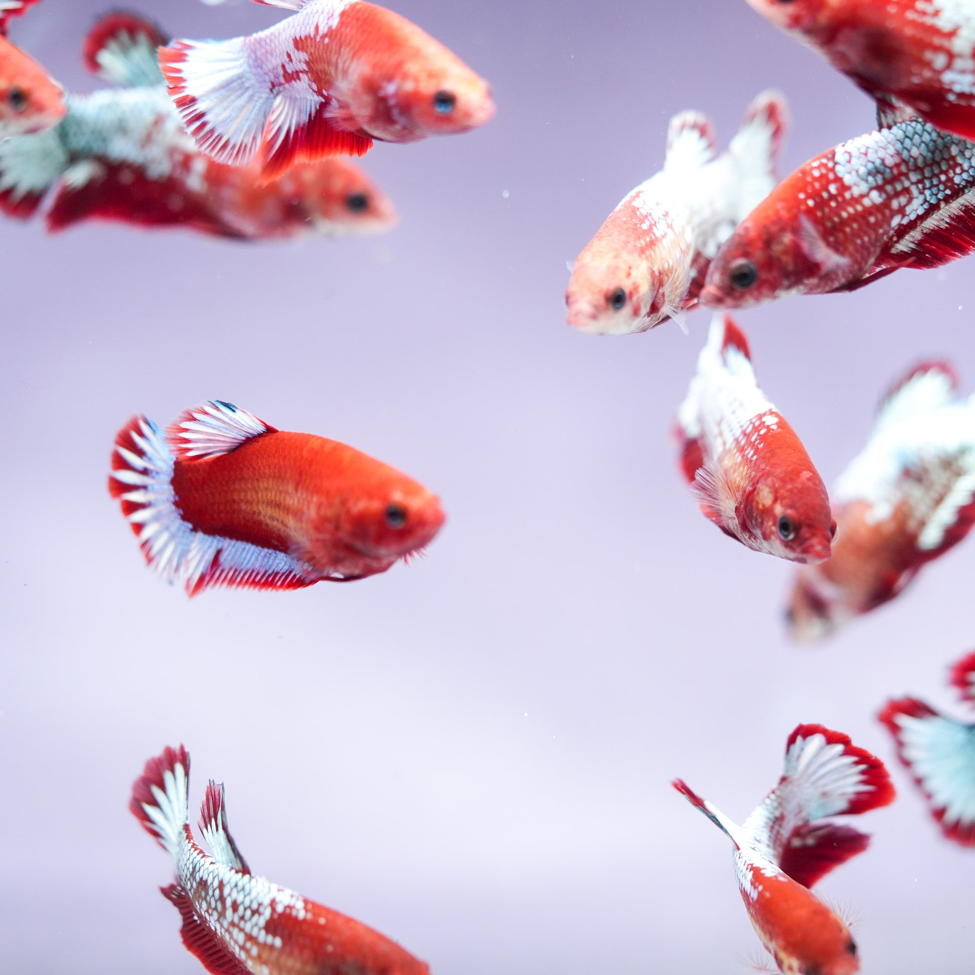 Fancy Copper Start Tail Female Betta Fish Sorority | Successful Sorority Pack