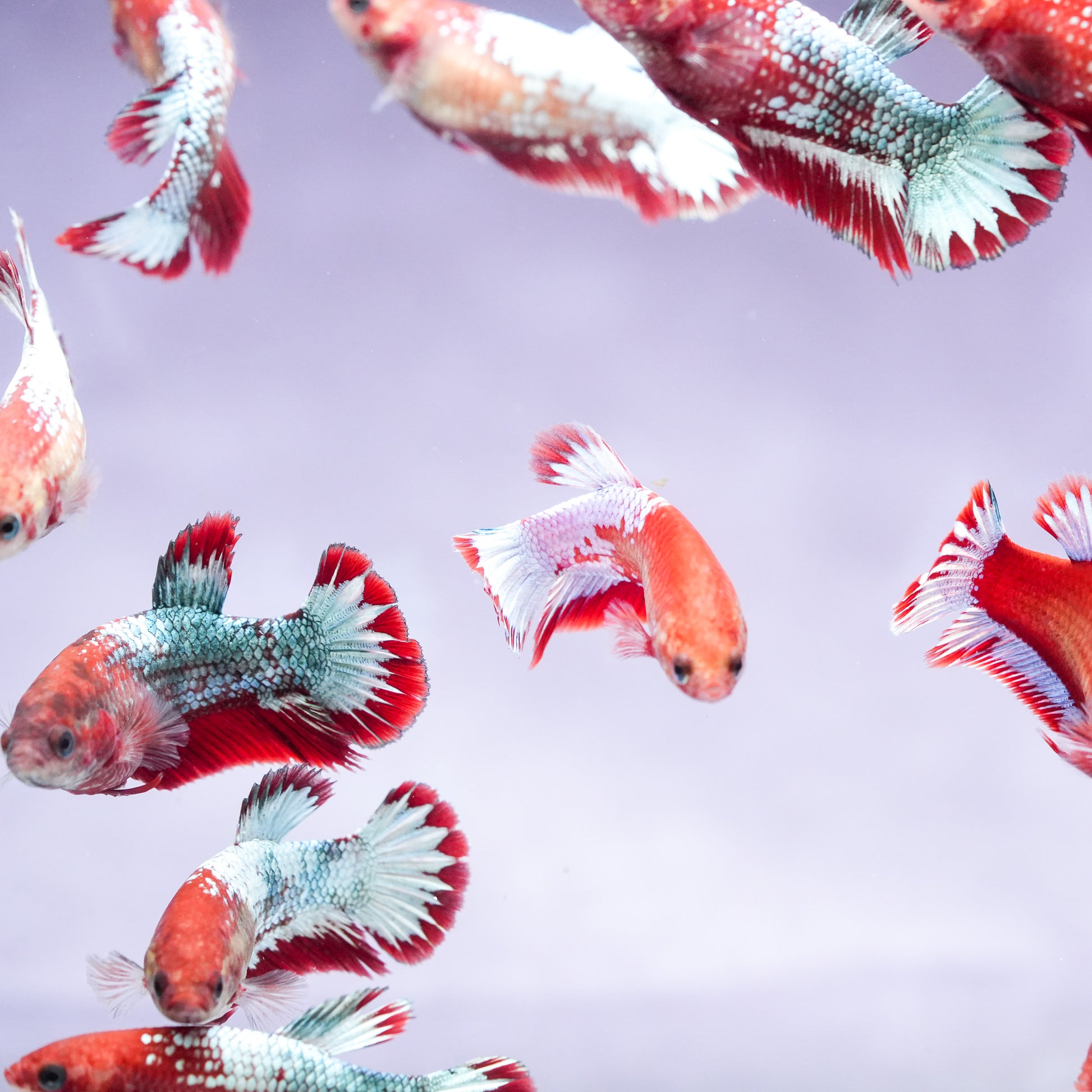 Fancy Copper Start Tail Female Betta Fish Sorority | Successful Sorority Pack