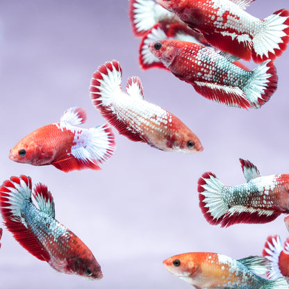 Fancy Copper Start Tail Female Betta Fish Sorority | Successful Sorority Pack