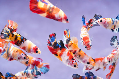 Koi Nemo Fire Female Betta Sorority | Successful Sorority Pack