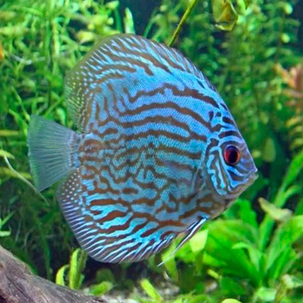 Blue Turquoise Discus Fish