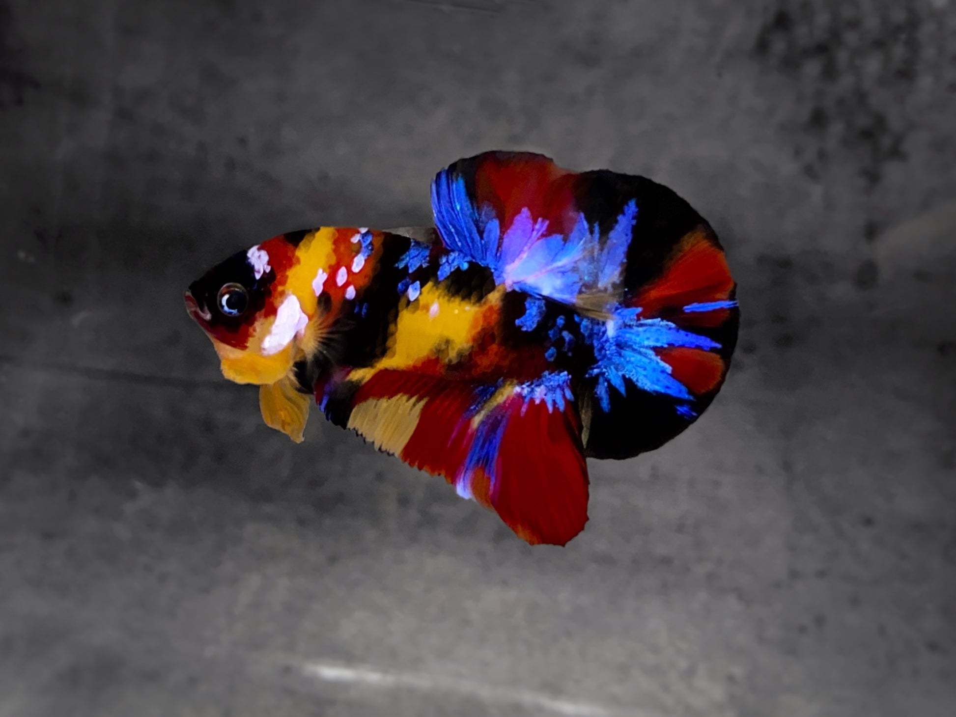 Koi Multicolor Dark Tone Plakat Male Betta Fish
